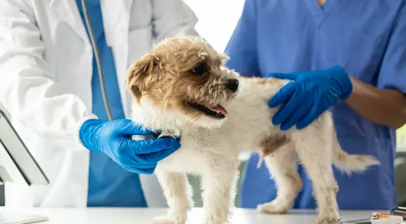 Zeiterfassung für Tierkliniken und Tierarztpraxen